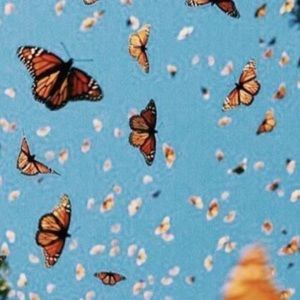 Meet your Posher, Belle